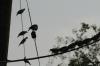<img100*0:stuff/z/73640/uploadthismow/i1258483467_33.jpg>