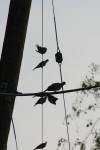<img100*0:stuff/z/73640/uploadthismow/i1258483467_34.jpg>