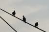 <img100*0:stuff/z/73640/uploadthismow/i1258483467_35.jpg>