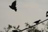 <img100*0:stuff/z/73640/uploadthismow/i1258483467_36.jpg>