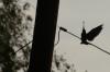 <img100*0:stuff/z/73640/uploadthismow/i1258483467_37.jpg>