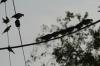 <img100*0:stuff/z/73640/uploadthismow/i1258483467_39.jpg>