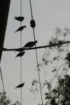 <img100*0:stuff/z/73640/uploadthismow/i1258483467_40.jpg>