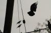 <img100*0:stuff/z/73640/uploadthismow/i1258499793_1.jpg>
