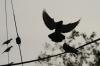 <img100*0:stuff/z/73640/uploadthismow/i1258499793_2.jpg>
