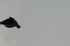 <img100*0:stuff/z/73640/uploadthismow/i1258499793_3.jpg>
