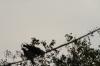 <img100*0:stuff/z/73640/uploadthismow/i1258499793_5.jpg>