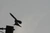 <img100*0:stuff/z/73640/uploadthismow/i1258499793_6.jpg>
