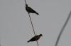<img100*0:stuff/z/73640/uploadthismow/i1258499794_10.jpg>