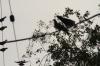 <img100*0:stuff/z/73640/uploadthismow/i1258499794_11.jpg>