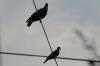 <img100*0:stuff/z/73640/uploadthismow/i1258499794_12.jpg>