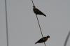 <img100*0:stuff/z/73640/uploadthismow/i1258499794_13.jpg>