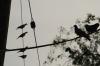 <img100*0:stuff/z/73640/uploadthismow/i1258499794_14.jpg>