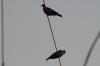 <img100*0:stuff/z/73640/uploadthismow/i1258499794_7.jpg>