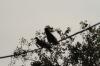 <img100*0:stuff/z/73640/uploadthismow/i1258499794_8.jpg>