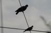 <img100*0:stuff/z/73640/uploadthismow/i1258499794_9.jpg>