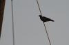<img100*0:stuff/z/73640/uploadthismow/i1258499795_17.jpg>