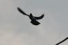 <img100*0:stuff/z/73640/uploadthismow/i1258499795_18.jpg>