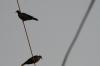 <img100*0:stuff/z/73640/uploadthismow/i1258499795_19.jpg>