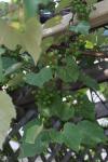 <img100*0:stuff/z/73640/wild%2520grapes.1/i1276060984_1.jpg>