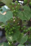 <img100*0:stuff/z/73640/wild%2520grapes.1/i1276060985_2.jpg>