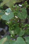 <img100*0:stuff/z/73640/wild%2520grapes.1/i1276060986_3.jpg>