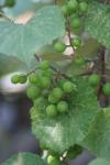 <img100*0:stuff/z/73640/wild%2520grapes.1/i1276060987_4.jpg>