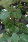 <img100*0:stuff/z/73640/wild%2520grapes.1/i1276060988_5.jpg>