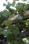 <img100*0:stuff/z/73640/wild%2520grapes.1/i1276060989_6.jpg>