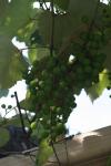 <img100*0:stuff/z/73640/wild%2520grapes.1/i1276060989_7.jpg>