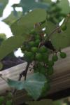 <img100*0:stuff/z/73640/wild%2520grapes.1/i1276060990_8.jpg>