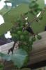 Wild Grapes