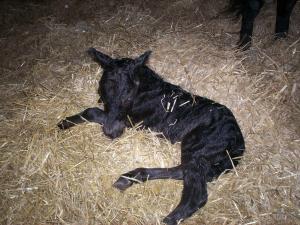 <img300*0:stuff/z/76206/foal%25202010/i1277767464_1.jpg>