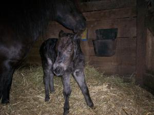 <img300*0:stuff/z/76206/foal%25202010/i1277767464_2.jpg>