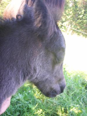 <img300*0:stuff/z/76206/foal%25202010/i1277767464_3.jpg>