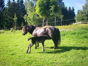 <img300*0:stuff/z/76206/foal%25202010/i1277767465_4.jpg>