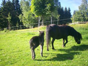 <img300*0:stuff/z/76206/foal%25202010/i1277767465_5.jpg>