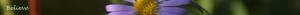<img300*0:stuff/z/80010/Dividers%2520by%2520Mary/i1236108493_1.jpg>