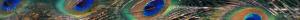<img300*0:stuff/z/80010/Dividers%2520by%2520Mary/i1236108493_8.jpg>