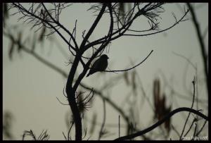 <img300*0:stuff/z/80010/Mary%2527s%2520Art/i1223517731_1.jpg>