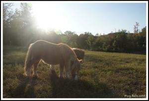 <img300*0:stuff/z/80010/Mary%2527s%2520Reference%2520Wiki/i1228237662_18.jpg>