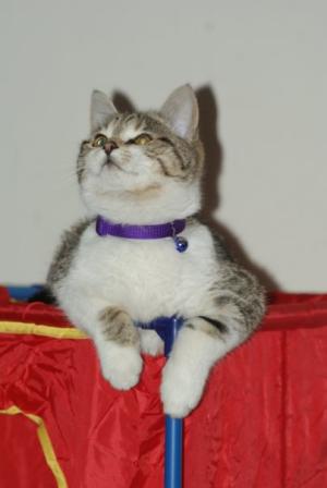 <img300*0:stuff/z/80010/Mary%2527s%2520Temporary%2520Reference/i1317073800_13.jpg>