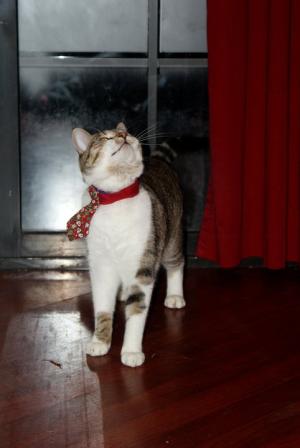 <img300*0:stuff/z/80010/Mary%2527s%2520Temporary%2520Reference/i1317073800_18.jpg>