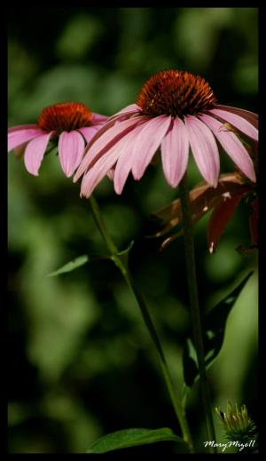 <img300*0:stuff/z/80010/Mary%2527s%2520Temporary%2520Reference/i1317073800_19.jpg>