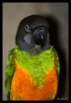 <img300*0:stuff/z/80010/Mary%2527s%2520Temporary%2520Reference/i1317073800_22.jpg>