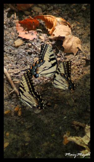 <img300*0:stuff/z/80010/Mary%2527s%2520Temporary%2520Reference/i1317073800_3.jpg>