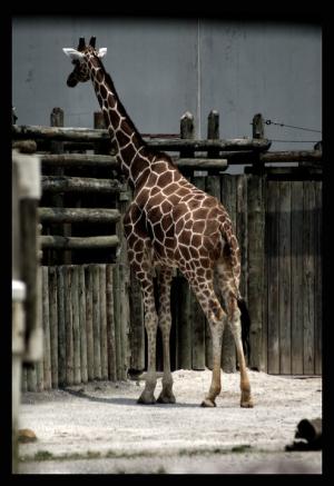 <img300*0:stuff/z/80010/Mary%2527s%2520Temporary%2520Reference/i1317073800_39.jpg>