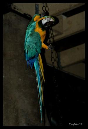 <img300*0:stuff/z/80010/Mary%2527s%2520Temporary%2520Reference/i1317073800_7.jpg>