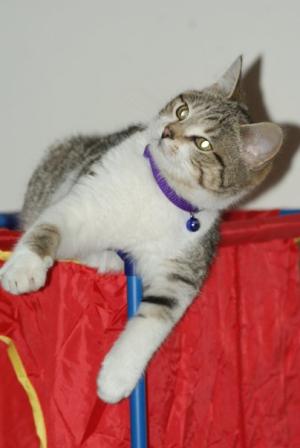 <img300*0:stuff/z/80010/Mary%2527s%2520Temporary%2520Reference/i1317073800_8.jpg>