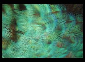 <img300*0:stuff/z/80010/mary%2527s%2520art/i1228068166_1.jpg>